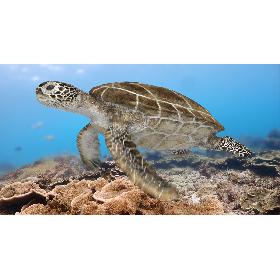 3D model Green Sea Turtle (Animated)